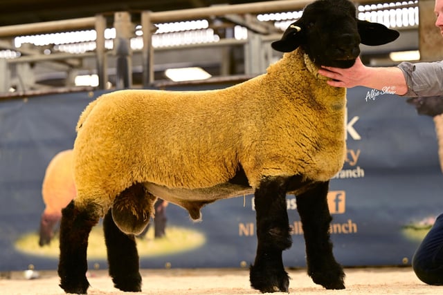 Lot 175 from M Priestley sold for 7000gns to R McLaughlin & R Thompson, Co. Donegal. Pic: Alfie Shaw