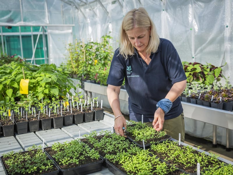 A gardener in the nursery at Mount Stewart, where species are propagated for climate conscious planting - credit National Trust Images, James Dobson