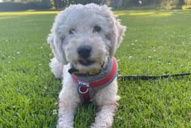 Florence is a very sweet four-year-old Miniature Poodle crossbreed. Image: Dogs Trust