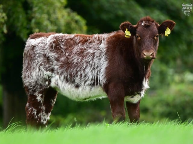 A select offering of heifer calves from the Maralin herd of Libby & Lucy Clarke also feature in the sale