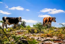 Cattle are finished on semi-natural grasslands including limestone pavement at Cathal & Bronagh O’Rorke’s farm in County Clare. The O’Rorke’s are Farming for Nature ambassadors and participants in the results based Burren EIP.