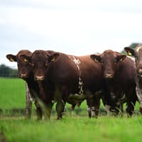 Don't miss out on award winning Beef Shorthorns