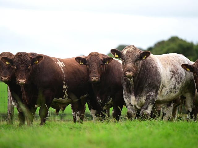 This superb batch of Beef Shorthorn bulls form part of the Glebefarm online sale which runs this weekend on the marteye platform through Harrison and Hetherington