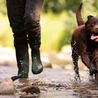 Hunting with dogs: Fear the bill could criminalise 'standard country sports activities'