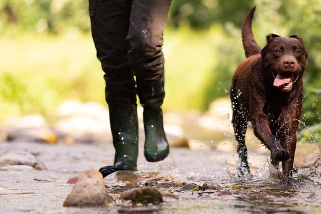 Hunting with a dog