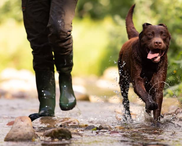 Hunting with a dog