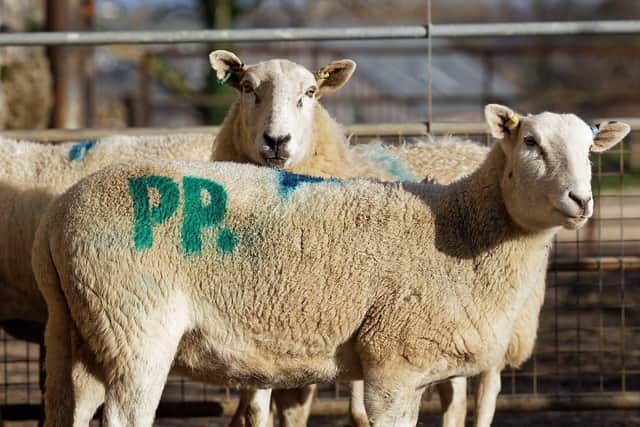 A sheep displays some special branding in the form of a Paddy Power logo as it heads into position for the giant pro-Wales message, before the Dragons take on England in Qatar.