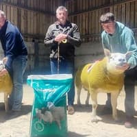 NI Texel Sheep Breeders Club final ram sale ends season on a high
