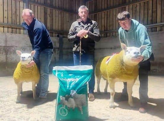 Judge Rian O'Hare hands over the Coleman Ltd Champion rosette to Alastair Gault Forkins Flock for his shearling ram exhibit. Pictured is handler Jack Gault. The Coleman Ltd reserve champion rosette was presented to Alan Glendinning Lylehill Flock for his ram lamb exhibit. Thanks are extended to Coleman Ltd for sponsoring the pre-sale show event and to Rian O'Hare for judging.