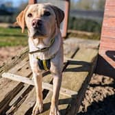Evan is a playful, enthusiastic and lovable young Labrador.