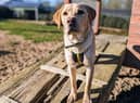 Evan is a playful, enthusiastic and lovable young Labrador.