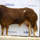 Dyke Tango - 10,000gns. (Pic supplied by British Limousin Cattle Society)
