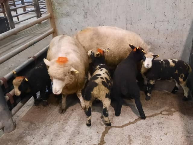 At the Downpatrick Mart sheep sale held on Saturday 3rd February 2024, a Ballyward farmer topped the ewe and lamb category with lot 106, a Dorset ewes with Dutch Spotted lambs which sold for £285. Picture:  Downpatrick Mart
