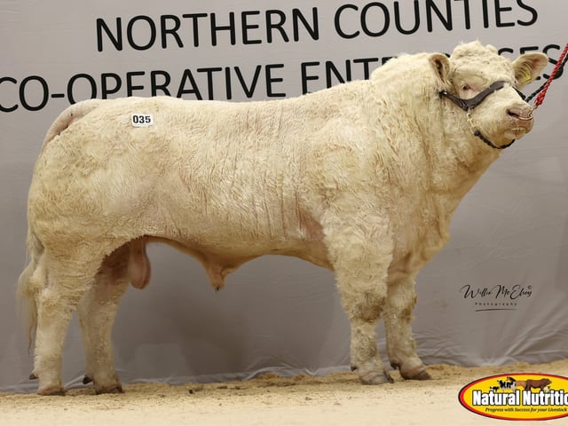 Carnview Ali - Barney O'Kane - 8,500gns