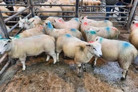 At the sheep sale which was held at Downpatrick on Saturday, September 9, 2023, a Ballyculter farmer topped the batch of store lambs category on the day with lot 61, a 19.80kg at £92.50. Picture: Downpatrick Mart