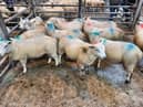 At the sheep sale which was held at Downpatrick on Saturday, September 9, 2023, a Ballyculter farmer topped the batch of store lambs category on the day with lot 61, a 19.80kg at £92.50. Picture: Downpatrick Mart