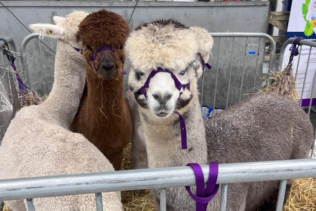 All roads head to Fintona for this special alpaca event