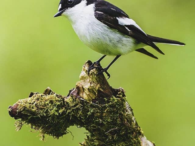 Several RSPB nature reserves have seen a record-breaking breeding 2023 season for migratory Pied Flycatchers with numbers having increased across several reserves. Picture: RSPB