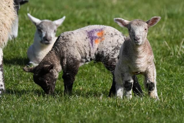 Newborn lambs during a bright morning in the village of Bishop's Itchington in Warwickshire.