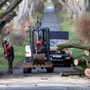 Three fallen trees from the 'Dark Hedges' are removed after Storm Isha caused chaos in Northern Ireland. Pic Steven McAuley/McAuley Multimedia