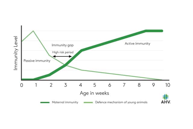 Figure 1: The immunity gap is the lag period between passive immunity and active immunity. The extent of this dip is influenced by colostrum quality and environmental factors. Submitted picture