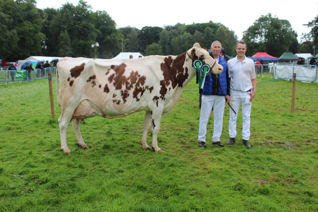 The Holstein champion at Clogher Valley Show 2023. Pic: Richard Halleron