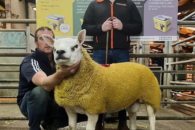 Drumderg Texels lead way at Enniskillen Show & Sale of Texel Rams