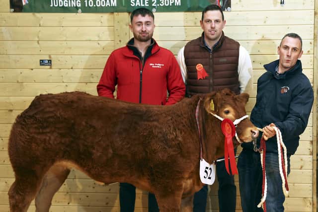 Shane McGreehan, (right), with his Continental Female Champion at Fermanagh Breeders Show and Sale. Also included are from left, Bartley Finnegan, (junior), Elite Pedigree Genetics, Sponsor and Paul Kingham, Judge.