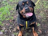 Bruno is a lovable, friendly giant who is super friendly and loves people almost as much as he loves meeting other dogs