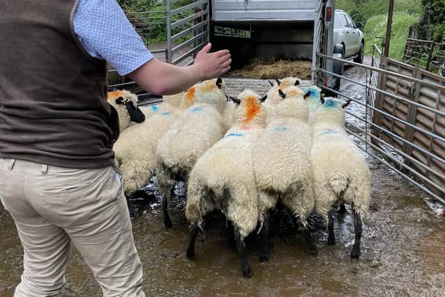 Gawdy Hall introduces rare breed sheep to estate.