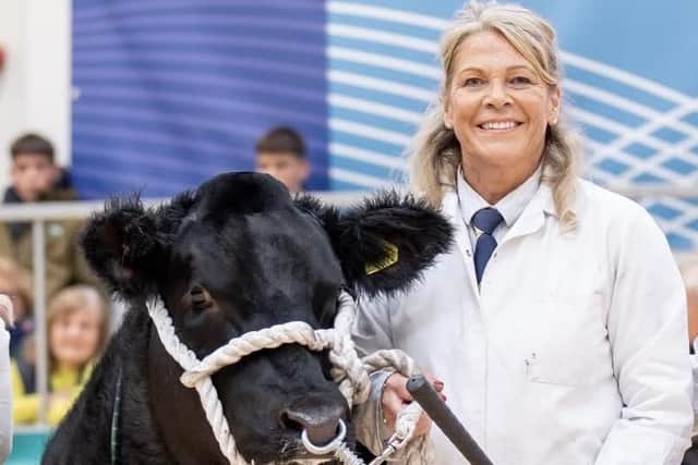 Susan Campbell prepares for a busy day with the calf and beef young handler classes