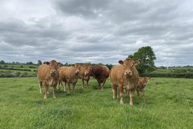 NIVA is concerned that reduced compensation rates would not directly improve the health and welfare of affected cattle