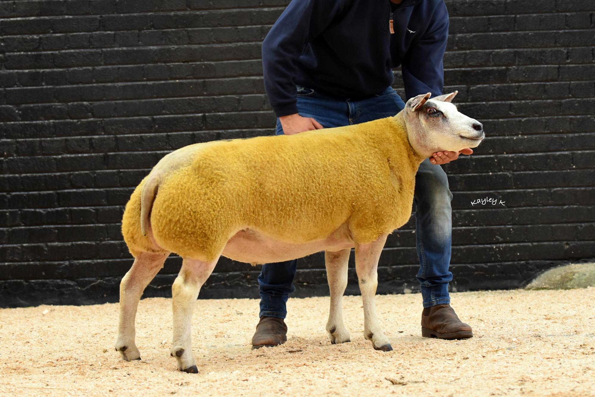 Beltex Sheep Society Latest News | Farming Life