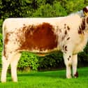 Curraghnakeely Sylvia 0635 fom N and M Moilies sold for £4,300 (breed record). Picture: Submitted