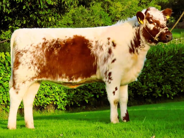 Curraghnakeely Sylvia 0635 fom N and M Moilies sold for £4,300 (breed record). Picture: Submitted