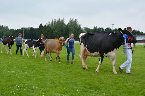 Cattle on parade at a previous Ballymoney Show