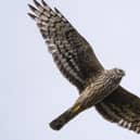 The enigmatic ‘sky-dancing’ Hen Harriers are a rare sight in most places throughout the UK, especially in Northern Ireland with only 34 territorial pairs recorded here in 2023 – a drop of over 26% since 2016. Picture: RSPB