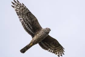 The enigmatic ‘sky-dancing’ Hen Harriers are a rare sight in most places throughout the UK, especially in Northern Ireland with only 34 territorial pairs recorded here in 2023 – a drop of over 26% since 2016. Picture: RSPB