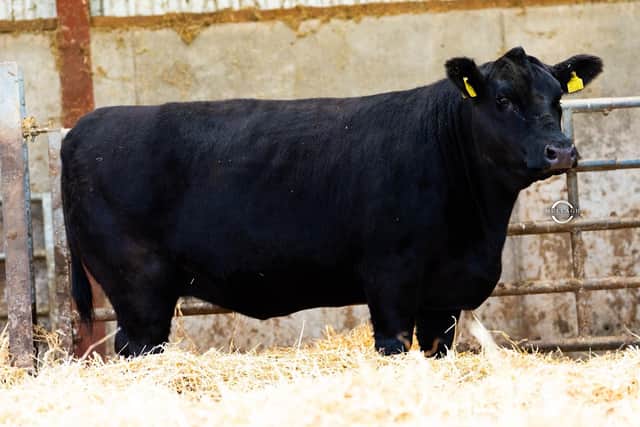 The in-calf heifer Glen Cowie Bernera A463 (lot 9) sells at Ballymena Mart on 14th November.