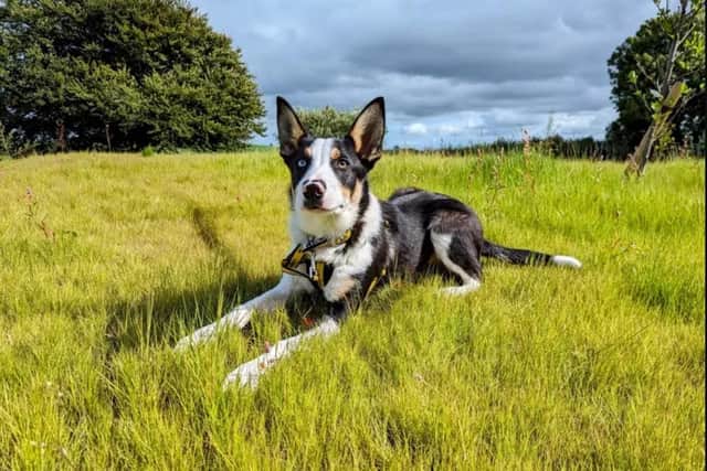 Border Collie Desmond turned one earlier this year. (Pic: Dogs Trust)