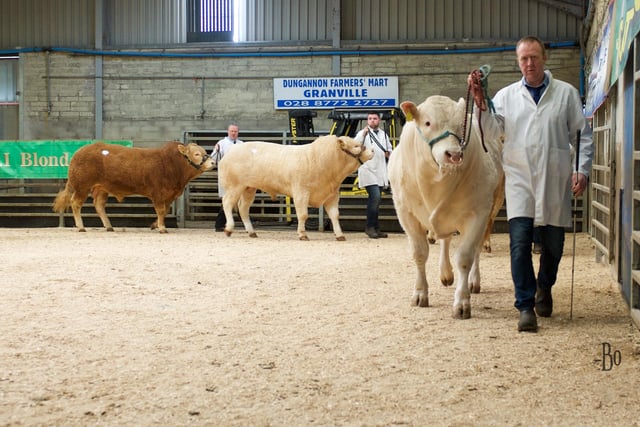 NI Club Chairman Brian McGartland leads the way int he bull class with Drumnafern Towser.
