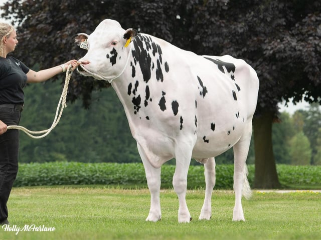 Progenesis Anahita.