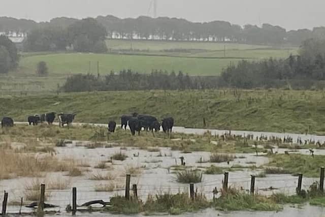 Livestock in a flooded field