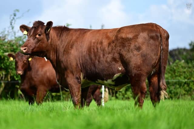 Several lots were purchased for export to the UK at the Cherryvalley Production sale including this beautiful red heifer Charryvalley Sunrise who was purchased by Jo Smith, Cornwall for 6700 guineas. (Pic: Alfie Shaw)