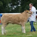 NI Blonde Calf Champion Ballygowan Alice with Judge John Barry Moran Alfy Clyde.
