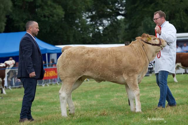 NI Blonde Calf Champion Ballygowan Alice with Judge John Barry Moran Alfy Clyde.