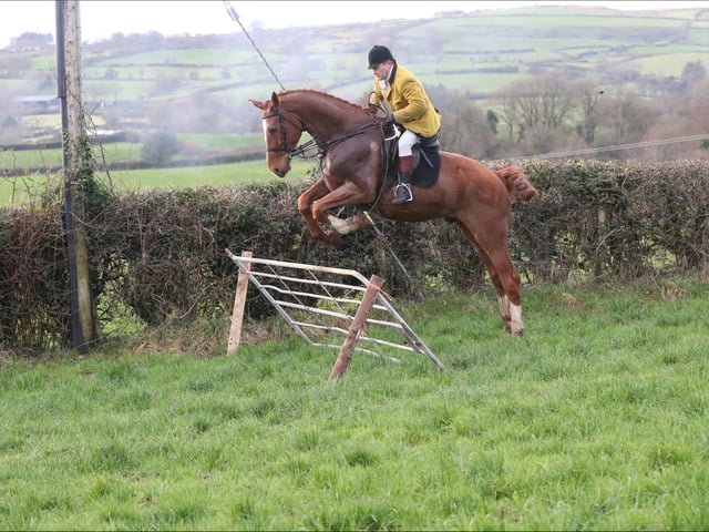 Sean McCavana. (Pic: Holestone Farmers Bloodhounds)