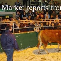 Excellent show of sucklers at Omagh Mart, bull/bullock calves to £2200