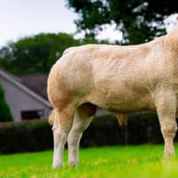 Blonde Pedigree Herds 2026