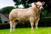 Most promising young bull; Moneyscalp Blondes with Archie who has already sold for 8,000 guineas.
